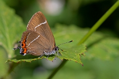David Plant Photography - Wildlife Photography - White letter hairstreak - K